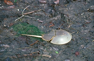 Crab - Horseshoe (Limulus polyphemus) on mud