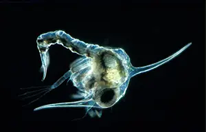 Decapoda Prints: Crab - Shore (Carcinus maenas) 1st Zoea larva lateral / X 20