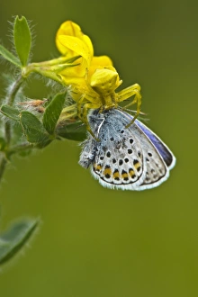 Killing Prints: Crab Spider (Thomisus onustus) adult female