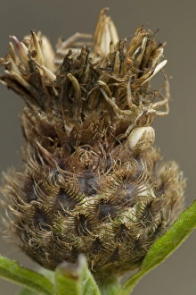 Seed Heads Prints: Crab Spider (Xysticus cristatus) adult