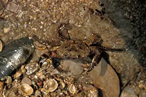 Decapoda Prints: Crab - Velvet (Portunus puber) close-up / on damp stones / Wembury Church Reef