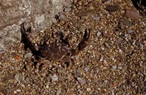 Decapoda Prints: Crab - Xantho incisus In degensive attitude on seashore / Wembury, South Devon
