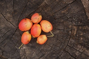 Rosaceae Prints: Crabapple (Malus sp. ) fruit, on tree sump, West Yorkshire, England, September