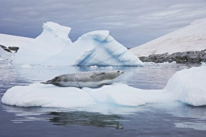Pinniped Prints: Crabeater Seal (Lobodon carcinophagus) adult