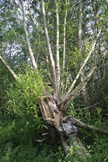 Willow Prints: Crack Willow (Salix fragilis) habit