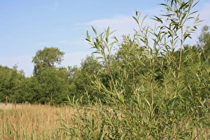 Crack Willow (Salix fragilis) leaves, growing at edge of reedbed in fen habitat, Little Ouse Headwaters Project