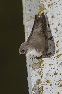 Martin Prints: Crag Martin perched on side of bridge, Extremadura, Spain