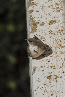 Crag Martin perched on side of bridge showing its brood pouch, , Extremadura, Spain