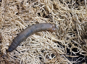 Crane-Fly Sp. Larva / Leatherjacket