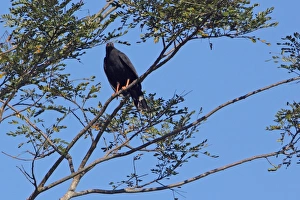 Costa Rican Prints: Crane Hawk (Geranospiza caerulescens) adult