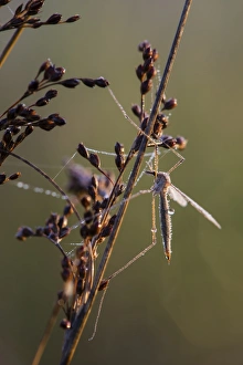 Sunrise Prints: Cranefly (Tipula oleracea) adult