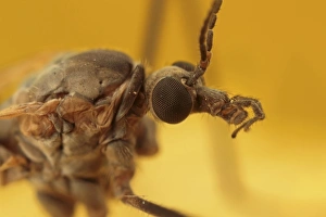 Cranefly (Tipula paludosa) adult, close-up of head, Leicestershire, England, october