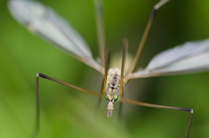 Cranefly (Tipulidae sp. ) adult, Idle Valley Nature Reserve, Nottinghamshire, England, May