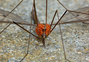 Mite Prints: Cranefly (Tipulidae sp. ) adult