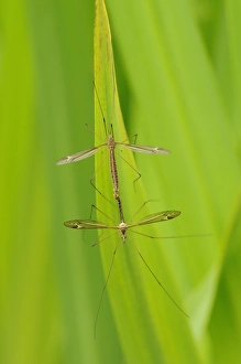 Mating Prints: Cranefly (Tipulidae sp. ) adult pair, mating on leaf, Oxfordshire, England, June