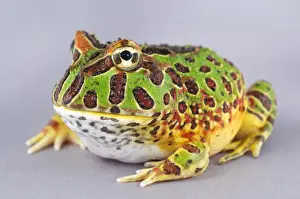 Frog Prints: Cranwells Horned Frog (Ceratophrys cranwelli) young