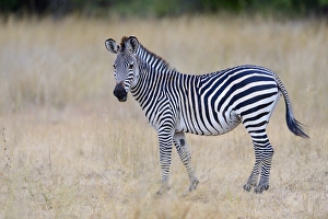 Equids Prints: Crawshays Zebra (Equus quagga crawshayi) adult