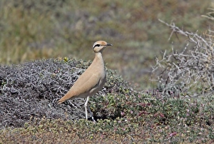 Cyprus Prints: Cream-coloured Courser (Cursorius cursor) adult, standing in low scrub, Cyprus