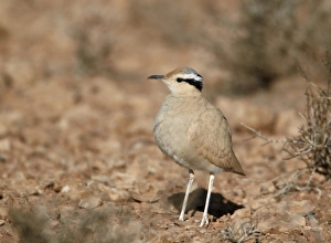 Cream-coloured Courser (Cursorius cursor) adult, standing in desert, Boulmane Dades, Morocco, february