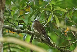 Cream-striped Bulbul (Pycnonotus leucogrammicus) adult, perched on branch, Kerinci Seblat N. P