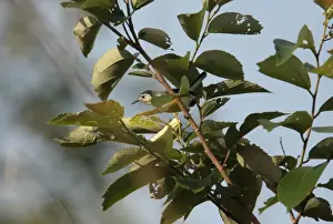 Canopy Prints: Creamy-bellied Gnatcatcher (Polioptila lactea) adult