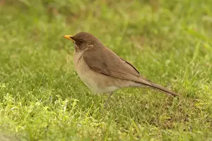 Thrush Prints: Creamy-bellied Thrush (Turdus amaurochalinus) adult