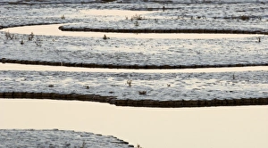 Wash Prints: Creek running through saltmarsh and tidal mudflats