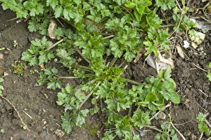 Soil Prints: Creeping buttercup, Ranunculus repens, plant on garden soil