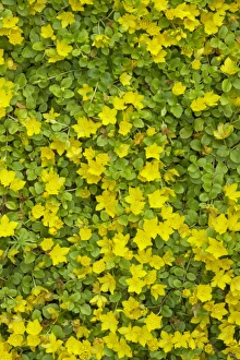 Creeping Jenny (Lysimachia nummularia) flowering, growing in garden, Essex, England