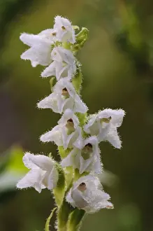Caledonian Forests Prints: Creeping Ladys Tresses (Goodyera repens) close-up of flowerspike
