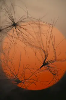 Sun Set Prints: Creeping Thistle (Cirsium arvense) close-up of seeds and down