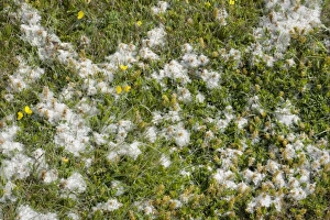 S Eed Prints: Creeping Willow (Salix repens) seed dispersal