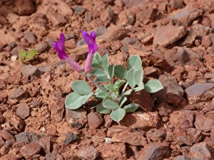 Utah Prints: Crescent Milkvetch (Astragalus amphioxsys var)