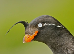 Bill Prints: Crested Auklet (Aethia cristatella) adult, breeding plumage, close-up of head