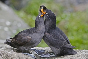 Displays Prints: Crested Auklet (Aethia cristatella) adult pair, breeding plumage, in courtship display