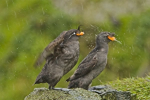 Feathers Prints: Crested Auklet (Aethia cristatella) two adults