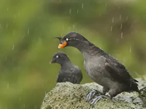 Auks Prints: Crested Auklet (Aethia cristatella) and Least Auklet (Aethia pusillus) two adults