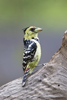 Barbet Prints: Crested Barbet (Trachyphonus vaillantii) adult