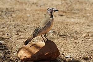 Desert Prints: Crested Bellbird (Oreoica gutturalis) adult