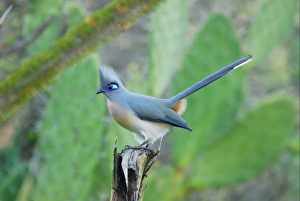 Madagascar Prints: Crested Coua (Coua cristata) adult