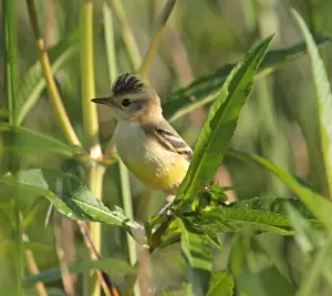 Tyrant Flycatcher Prints: Crested Doradito (Pseudocolopteryx sclateri) juvenile