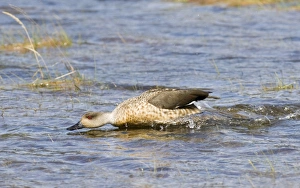 Chases Prints: Crested Duck (Lophonetta specularioides) adult