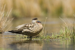 Crested Duck (Lophonetta specularioides) adult, calling, standing in water, Tierra del Fuego, Argentina, november