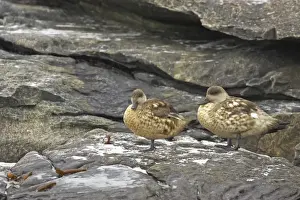 Subantarctic Prints: Crested Duck (Lophonetta specularioides) adult pair