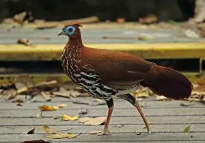 Crested Fireback (Lophura ignita rufa) adult female, walking on boardwalk, Taman Negara N. P
