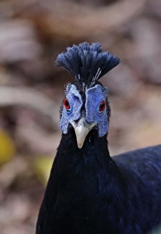Crested Fireback (Lophura ignita rufa) adult male, close-up of head and neck, Taman Negara N. P