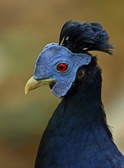 Crested Fireback (Lophura ignita rufa) adult male, close-up of head and neck, Taman Negara N. P