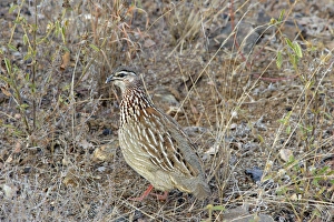 Partridges Prints: Crested Francolin (Francolinus sephaena) adult