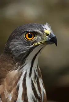 Crested Goshawk (Accipiter trivirgatus indicus) adult, close-up of head, Kaeng Krachan N. P. Thailand, february