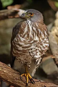 Crested Goshawk (Accipiter trivirgatus indicus) adult, perched on branch after bathing, Kaeng Krachan N. P. Thailand, february
